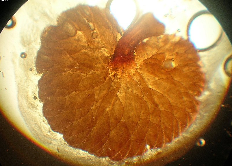 Simocybe haustellaris   ( Fr. )   Watling
